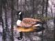 thm_goose.jpg