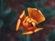 thm_tulip-orange.jpg