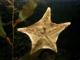 starfish.jpg