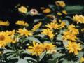 thm_31136611.jpg