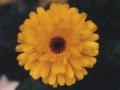thm_31133873.jpg
