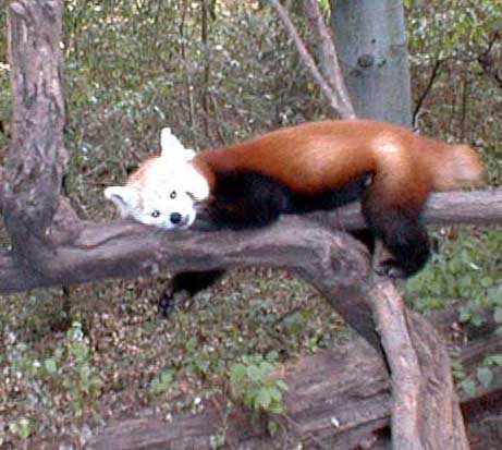 redpanda.jpg