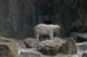thm_polarbear.jpg
