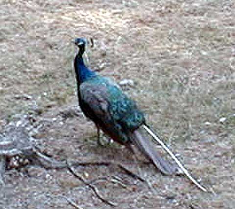 peacock.jpg