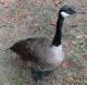 thm_goose.jpg