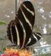 thm_butterfly4.jpg