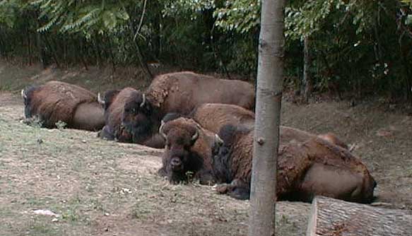 bison.jpg