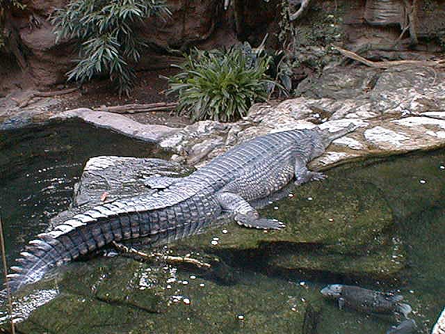 gharial.jpg