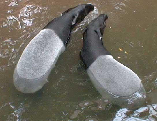 malagantapir.jpg