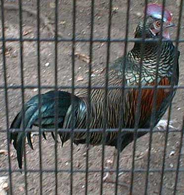 greenjapaneesejunglefowl.jpg